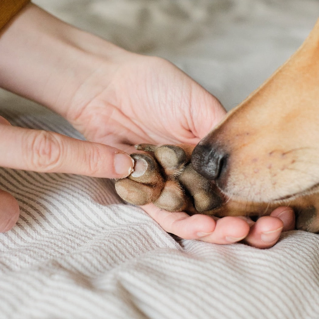 Cloud Balm: Nose, Paw & Skin Treatment