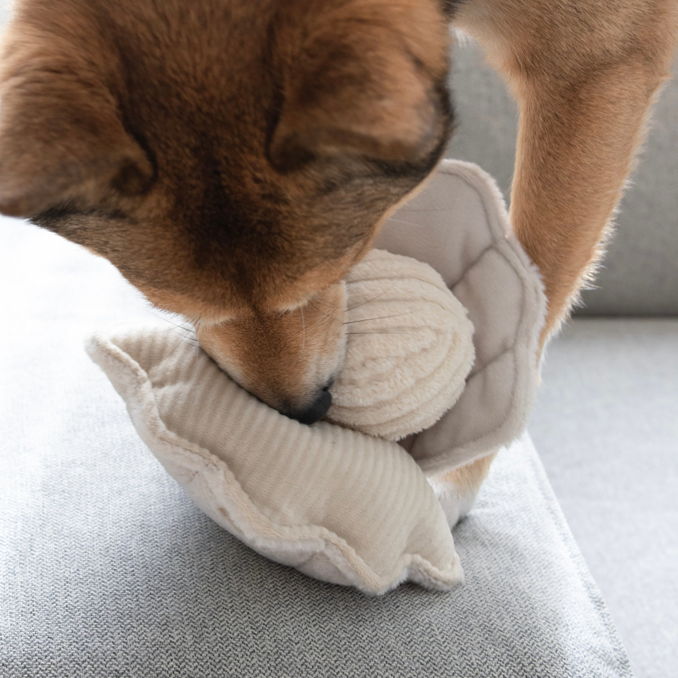 Oyster Pop Enrichment & Snuffle Toy